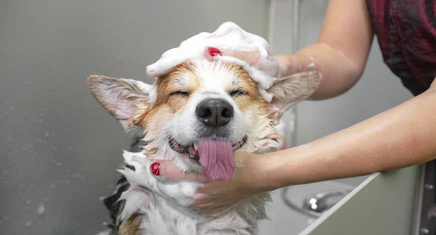 Cuándo se puede bañar a un cachorro: consejos y recomendaciones